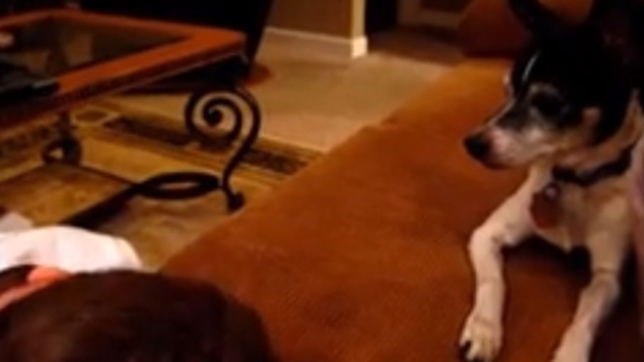 Un petit garçon chante une chanson à son chien. Vous allez craquer