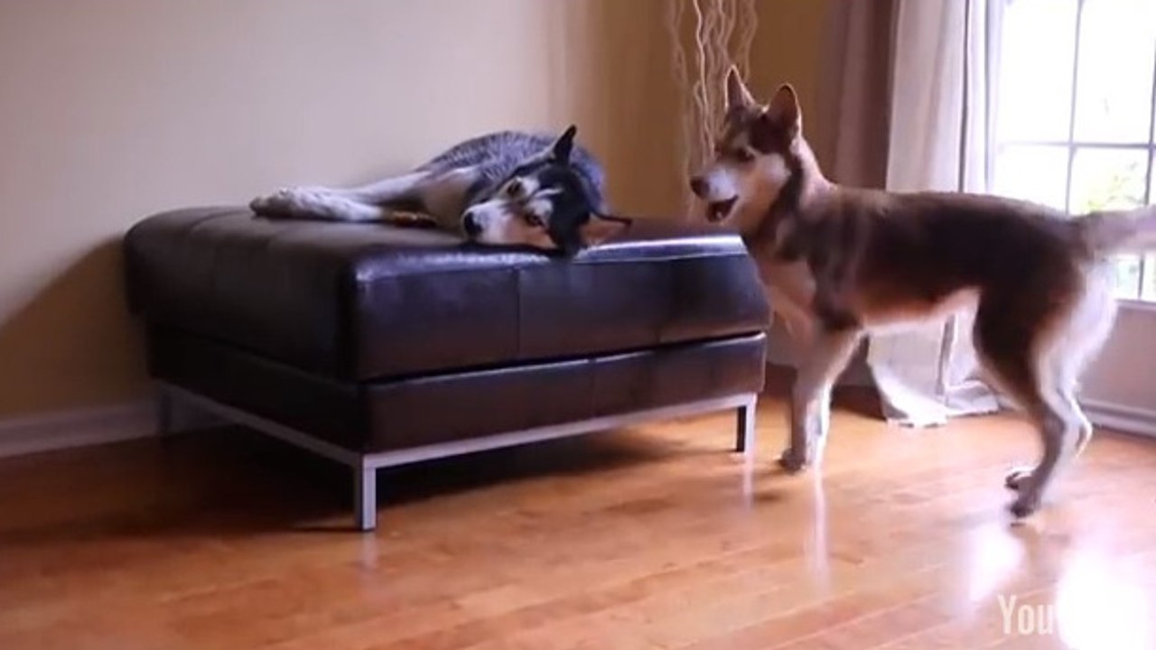 Découvrez l'adorable dialogue entre ces deux Huskys. Le contenu n'est pas triste