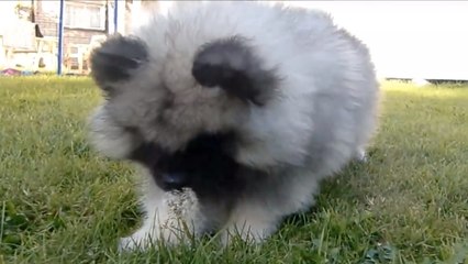 Ce chiot a découvert un intrus dans son jardin. Mais quoi ?