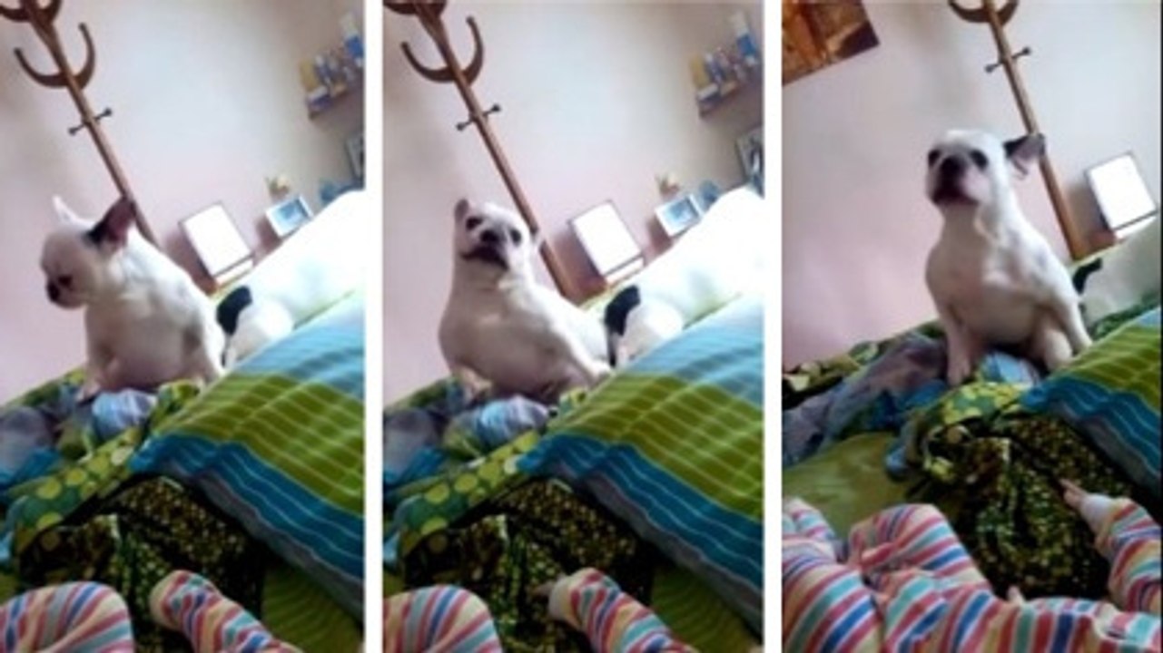 Ces bouledogues adorent danser sur le lit de leurs maîtres. Découvrez leur adorable petit numéro