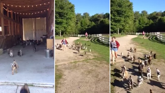 Ces bébés chèvres adorent faire la course. Surtout avec des humains !