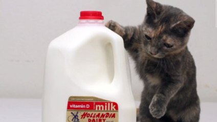 Ce chat est le plus petit du monde. Découvrez cette adorable boule de poils