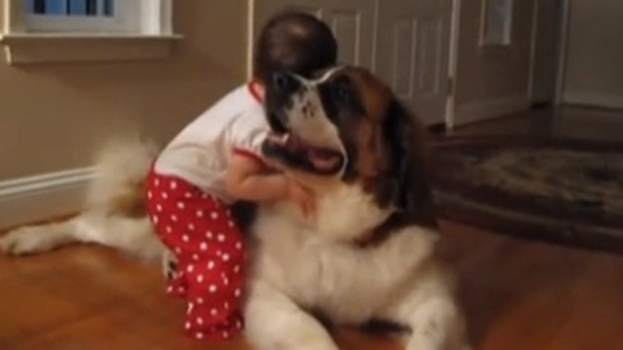 Une fillette fait ami-ami avec le chien de ses grands parents. Découvrez cet adorable moment de complicité