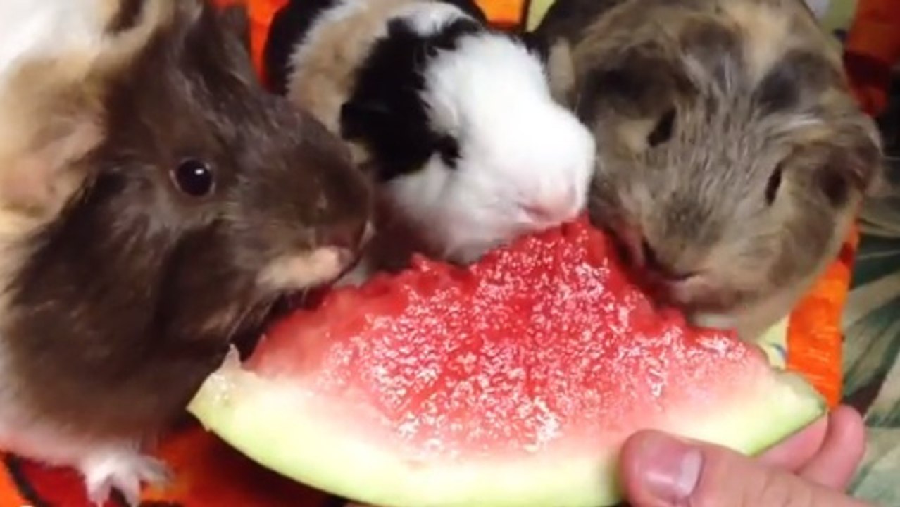 Trois petits cochons d’Inde dégustent une belle pastèque. Et ils ont l'air d'adorer ça
