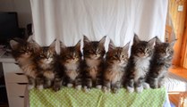 Ces chatons dansent de manière synchronisée. Vous allez fondre