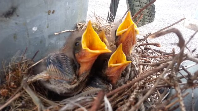 Ces quatre oisillons ont été retrouvés dans un endroit totalement insolite. Mais lequel ?