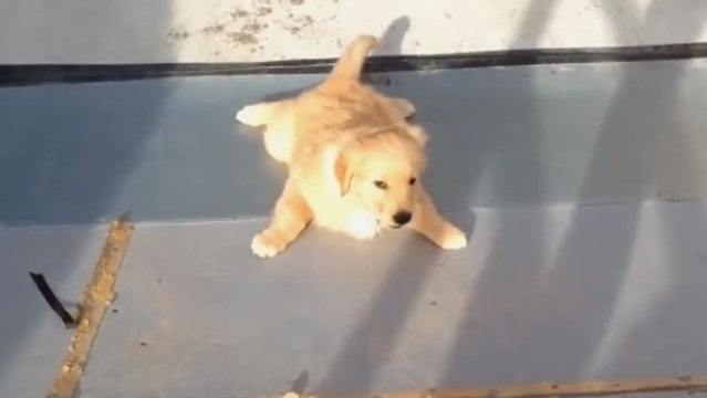 Ce chiot est adorable. Mais il n'est pas encore un très bon grimpeur