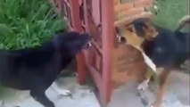 Ces deux chiens se disputent. Mais ils sont plus proches qu'ils ne le pensent !