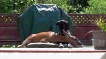 Cette chienne et cette biche sont inséparables. Découvrez cette amitié étonnante