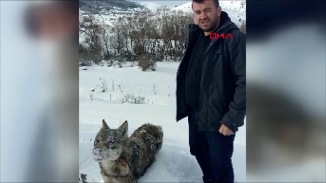 Karlı havada ayakta donmuş kurt bulundu