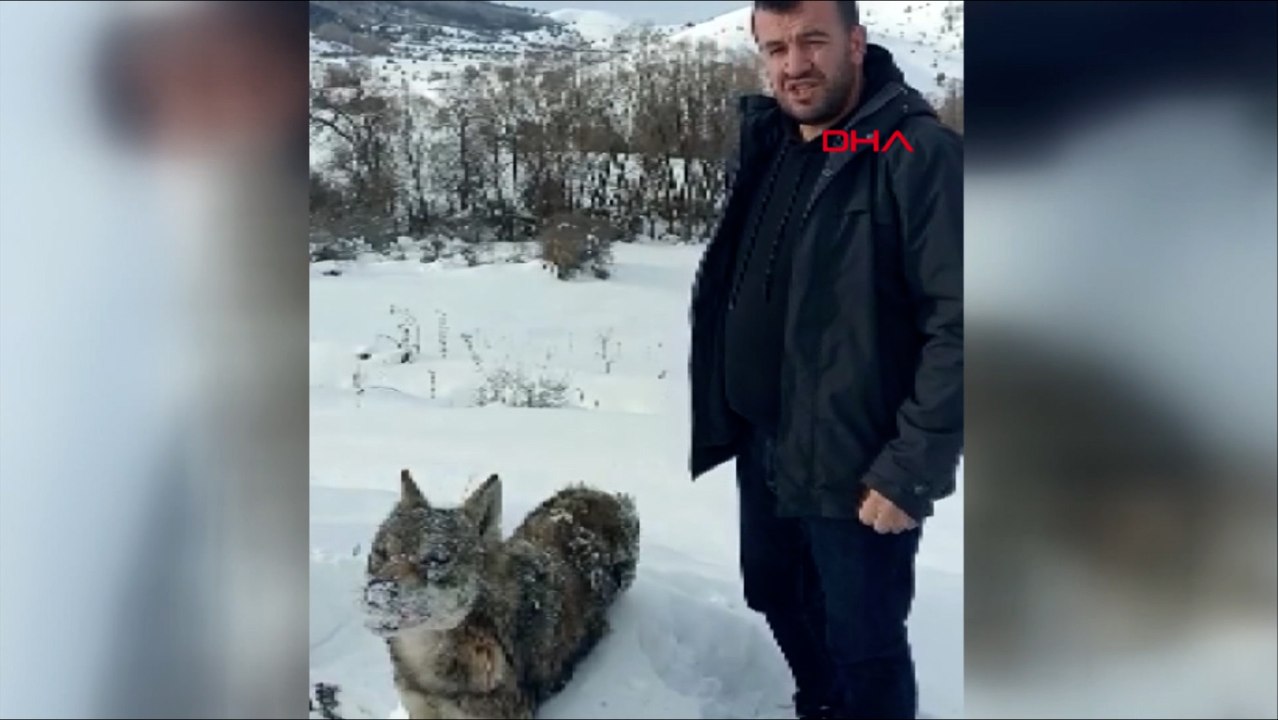 Karlı havada ayakta donmuş kurt bulundu