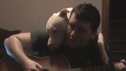 Ce pitbull aime beaucoup la musique. Surtout quand son maître lui joue un morceau