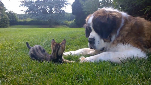 Ce chien et ce chaton se rencontrent pour la première fois. Ils vont vous faire craquer