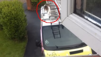 Ce chat réalise un saut hallucinant. Un véritable cascadeur