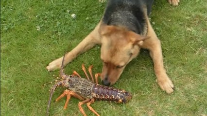 Ce chien vient de rencontrer un homard pour la première fois. Et sa réaction est hilarante