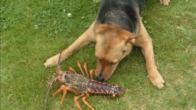 Ce chien vient de rencontrer un homard pour la première fois. Et sa réaction est hilarante