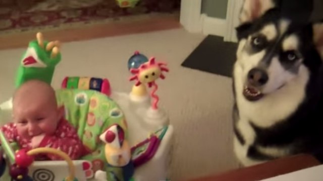 Ce chien a une drôle de technique pour stopper les pleurs d'un bébé. Cela va vous laisser perplexe