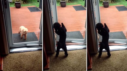 Ce chien est un vrai petit majordome. Regardez le ouvrir la porte comme personne