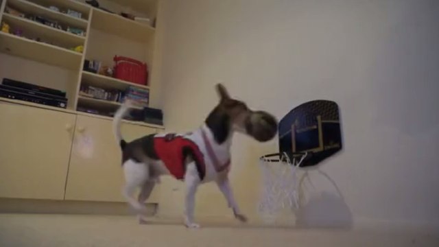 Ce chien est fan de basket. Vous n'allez pas en revenir