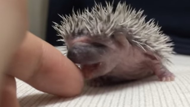 Ce bébé hérisson est la chose la plus mignonne que vous verrez aujourd'hui. Il va vous faire craquer