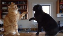 Ces chats adorent se donner mutuellement des claques. Découvrez leur drôle de petit jeu