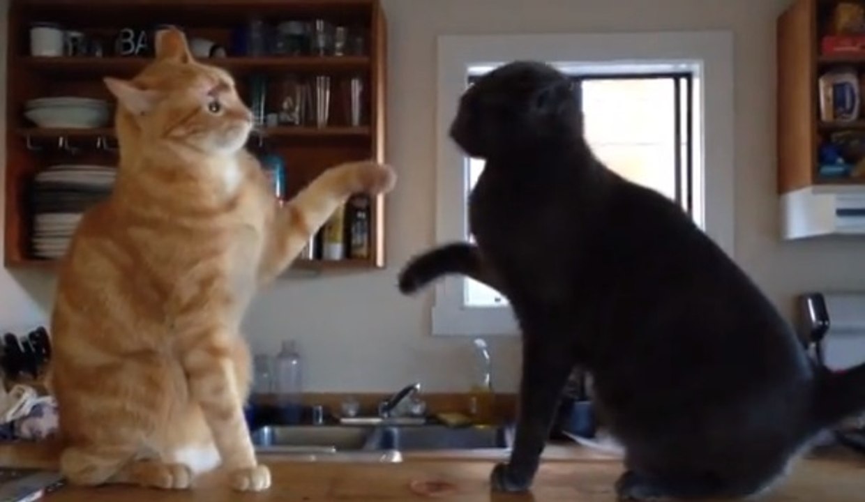 Ces chats adorent se donner mutuellement des claques. Découvrez leur drôle de petit jeu