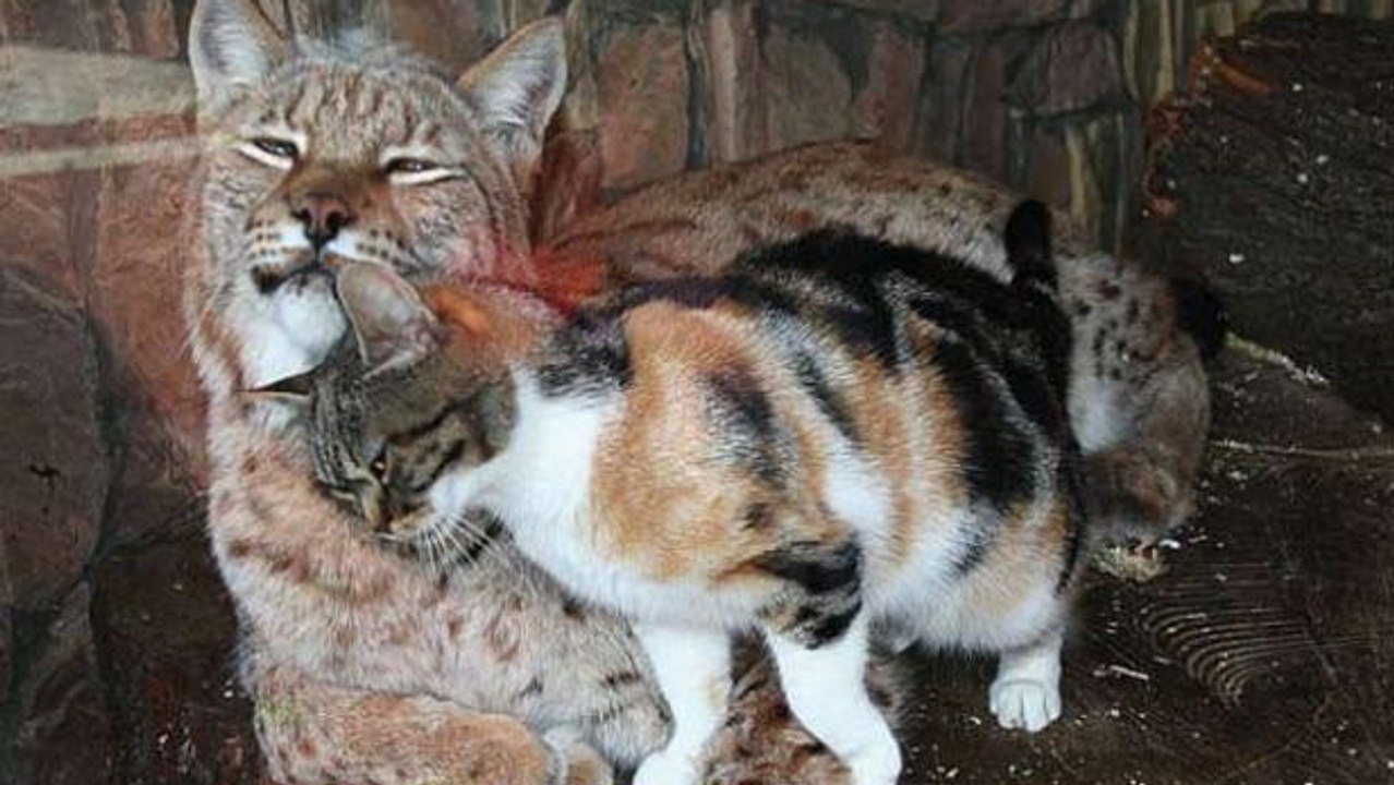 Ce chat est le meilleur ami... d'un lynx. Une amitié étonnante mais sincère
