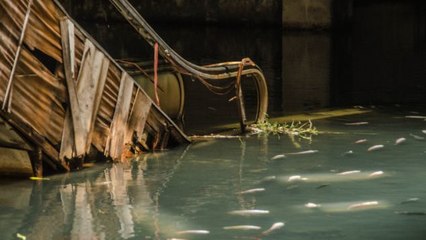 A Bangkok, ce centre commercial abandonné s'est transformé en aquarium géant. Vous n'allez pas en revenir