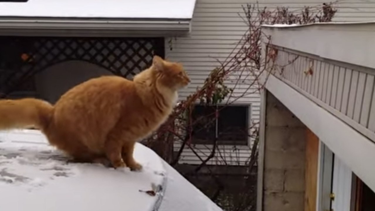 Ce chat a voulu faire le grand saut. Mais l'atterrissage ne va pas se passer comme prévu
