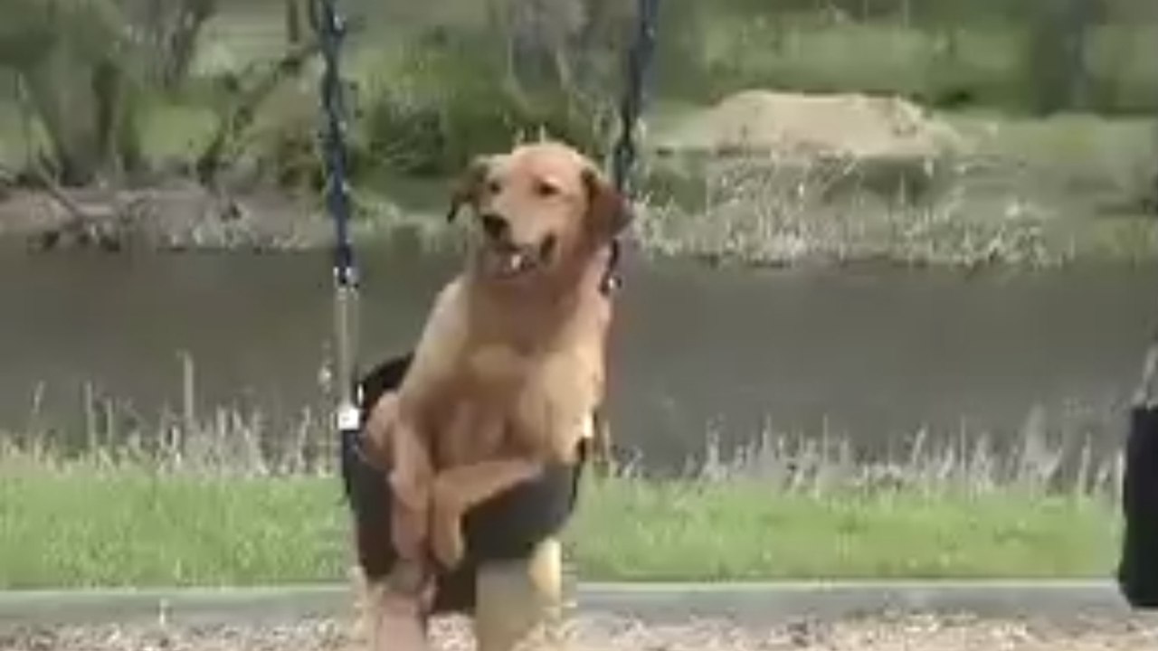 Ce chien adore faire de la balançoire quand il va au parc avec son maître. Vous n'allez pas y croire