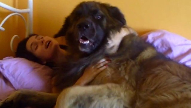 Ces chiens sont les meilleurs réveille-matin du monde. Avec eux, impossible de faire la grasse matinée