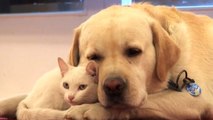 Ce chien et ce chat sont les meilleurs amis du monde. Ils ne se quittent jamais