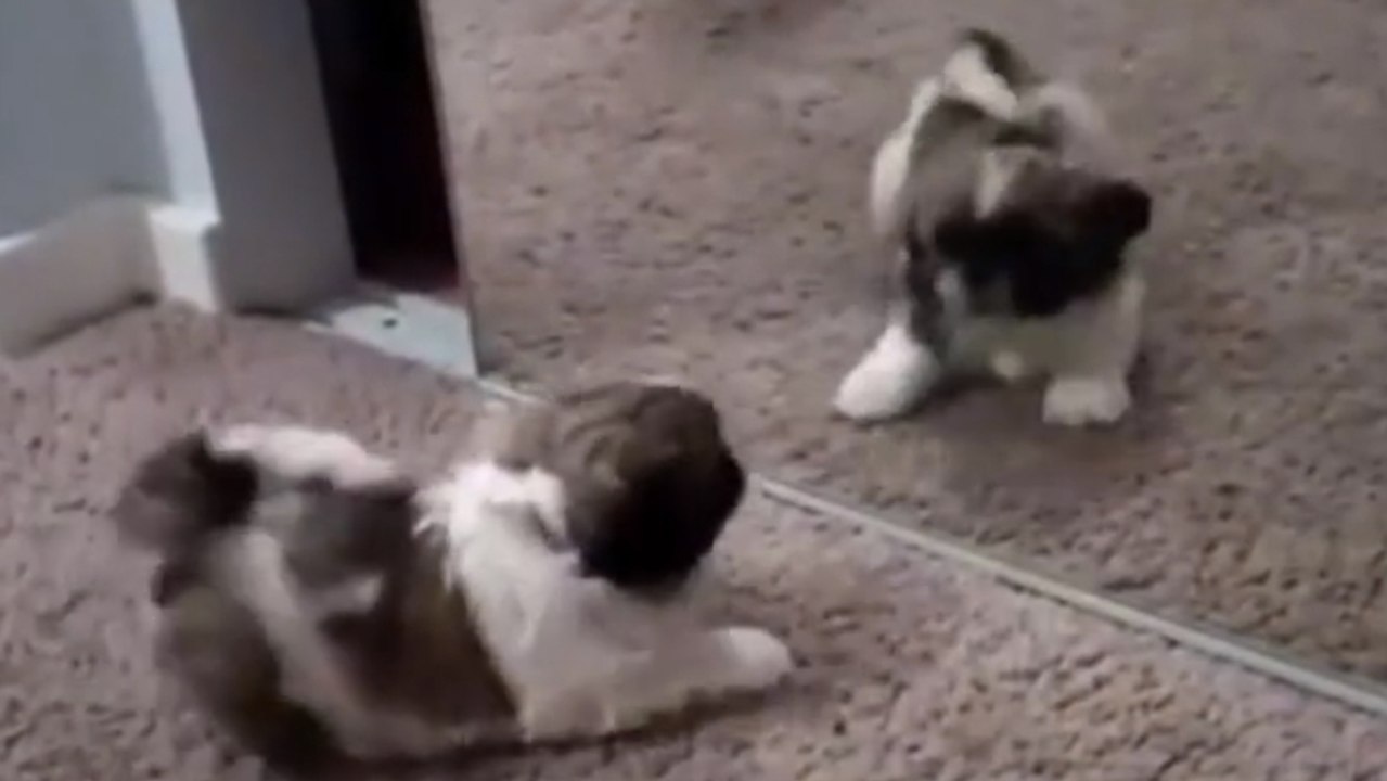 Ces animaux découvrent leur reflet dans le miroir pour la première fois. Et cela semble beaucoup les perturber