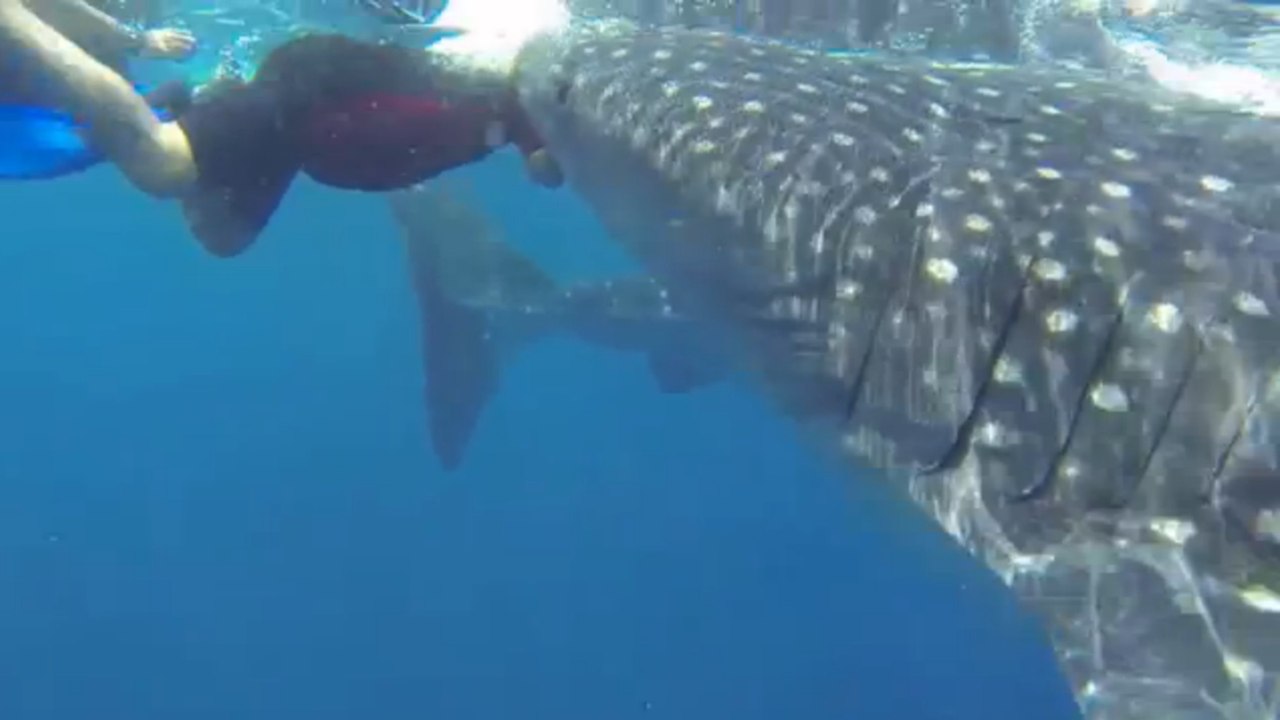 Cette plongeuse a croisé un requin baleine. Mais que s'est-il passé ?