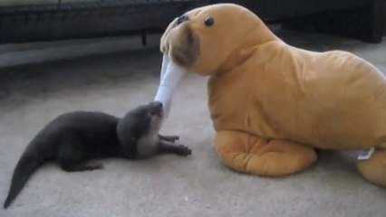 Cette loutre est très taquine. Et elle s'est trouvé un nouveau compagnon de jeu