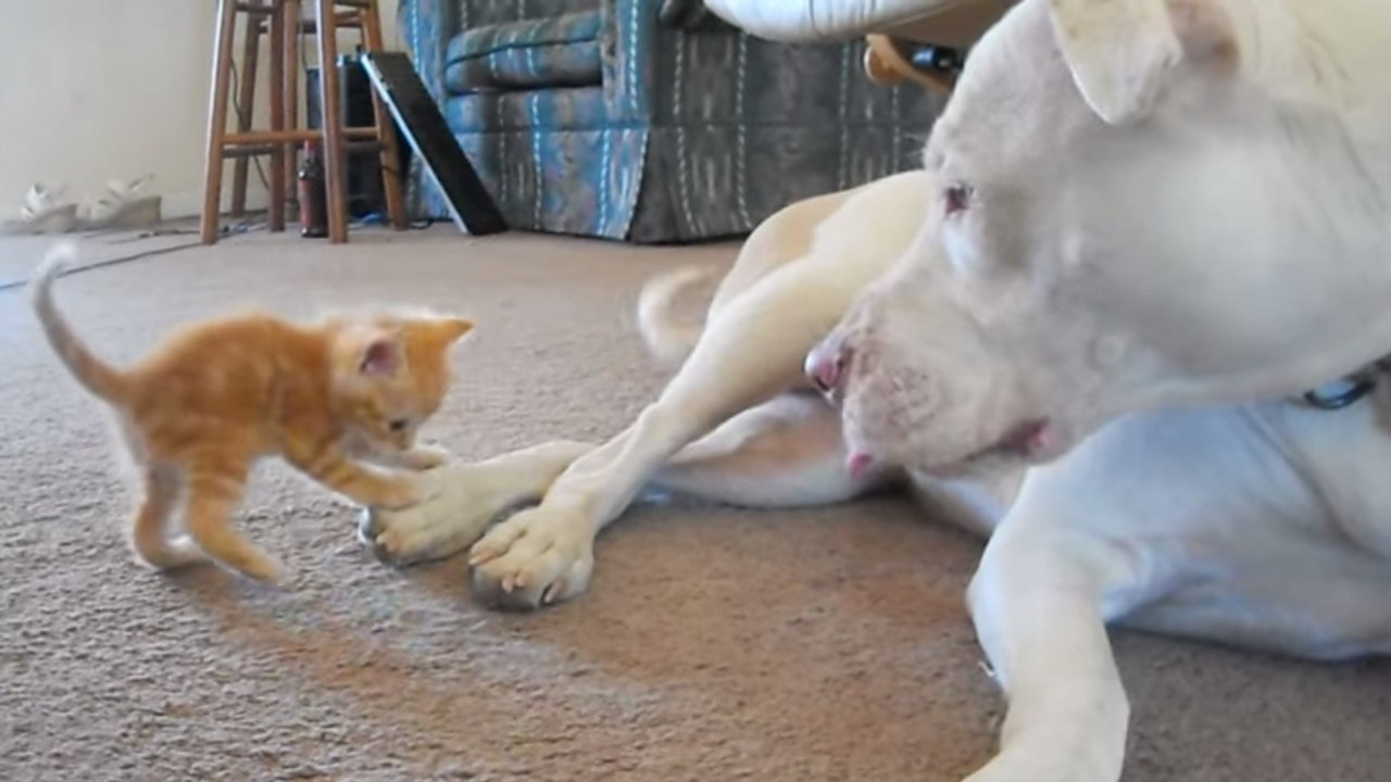 Ce pitbull rencontre un chaton pour la toute première fois. Sa réaction ne se fait pas attendre