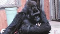 Koko le gorille pleure la perte de son chaton d'adoption. Un moment terriblement touchant