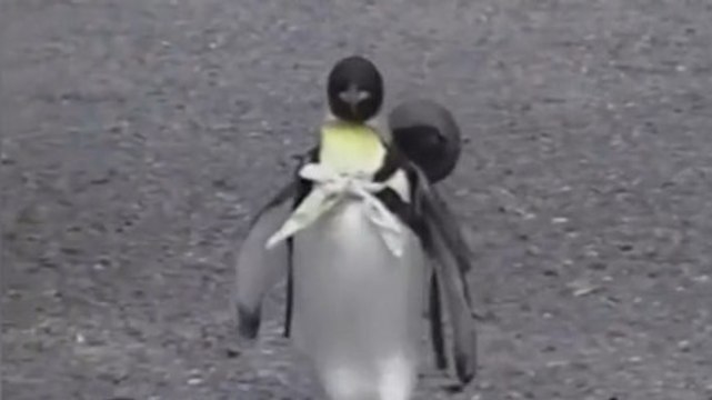 Ce manchot est un animal de compagnie pas comme les autres. La preuve en vidéo