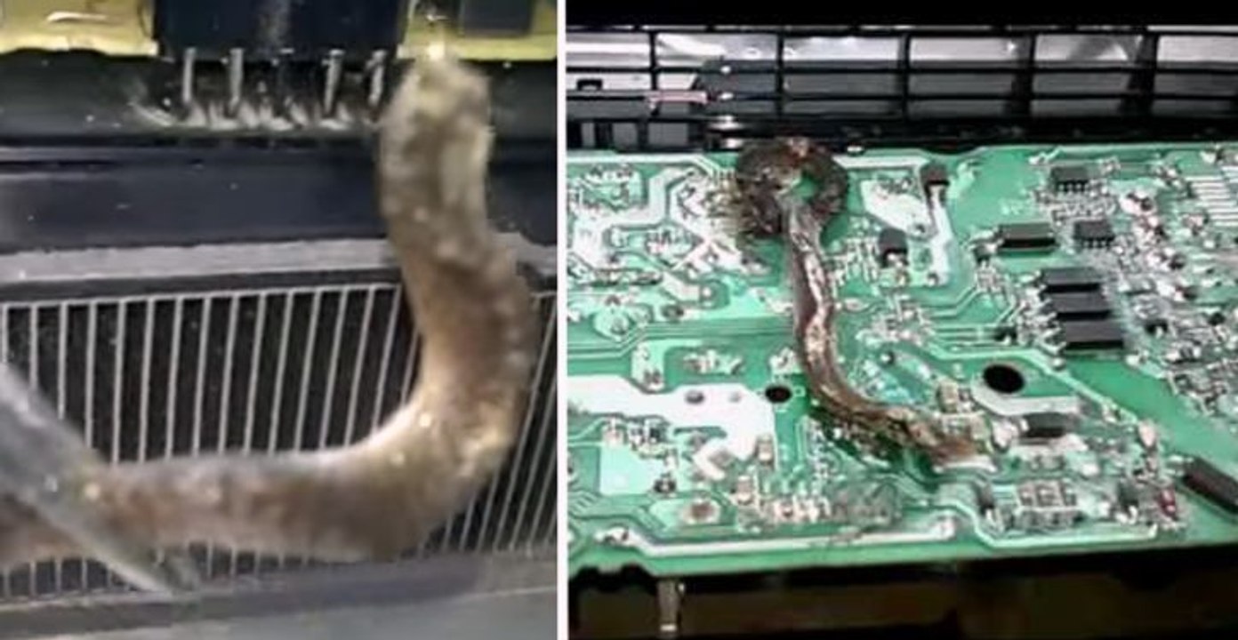PS4 : il découvre un serpent mort à l'intérieur de sa console
