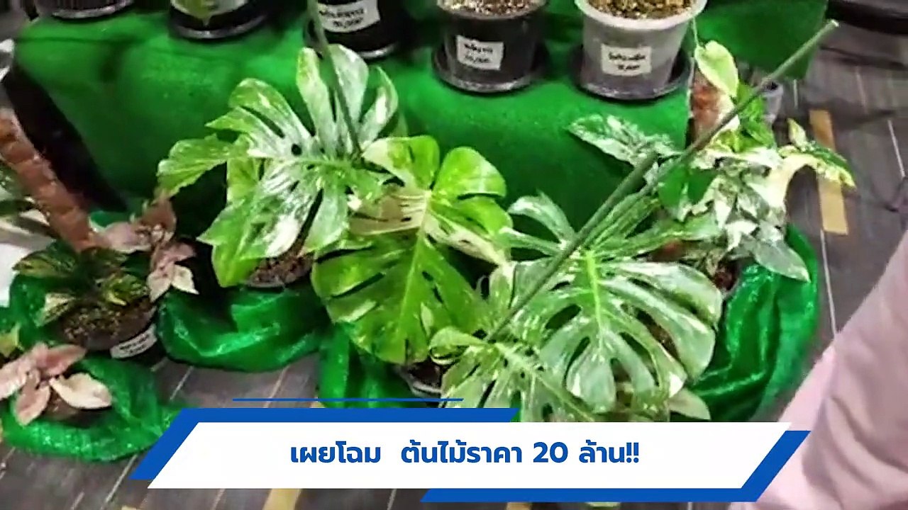 เผยโฉม ต้นไม้ ราคา 20 ล้านบาท หาได้ยากมาก