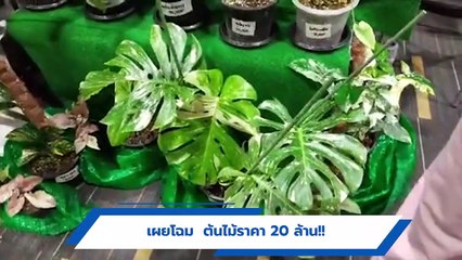 เผยโฉม ต้นไม้ ราคา 20 ล้านบาท หาได้ยากมาก