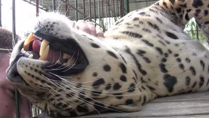 Ce léopard est aussi câlin qu'un chat. Vous n'allez pas en revenir