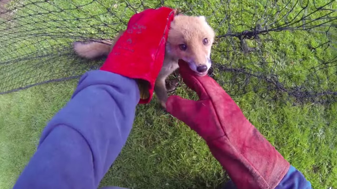 Ce petit renard est pris au piège d'un filet. M...