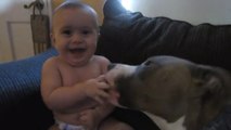 Ce pitbull a réussi à provoquer un énorme fou rire chez ce bébé. Leur complicité va vous étonner