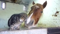 Ce chat et ce cheval sont inséparables. Une amitié improbable