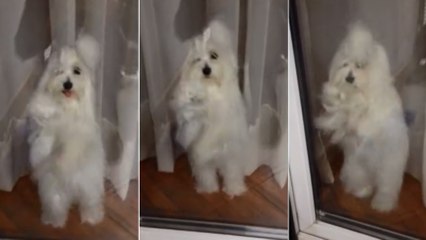 Ce chien ne veut pas que ses maîtres partent. Et il a une façon bien à lui de le faire comprendre