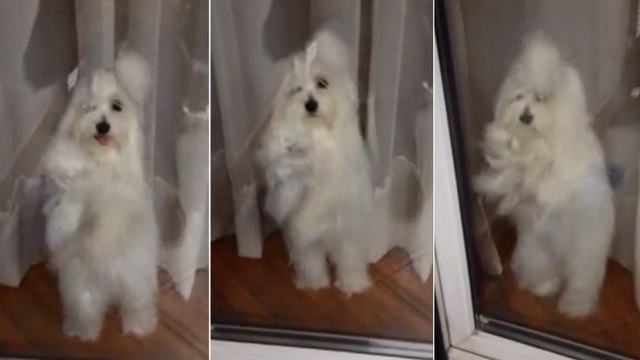 Ce chien ne veut pas que ses maîtres partent. Et il a une façon bien à lui de le faire comprendre