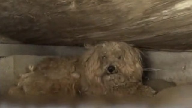 Ce chien abandonné à la mort de son maître était promis à une mort certaine. Mais une association lui a offert un nouveau départ
