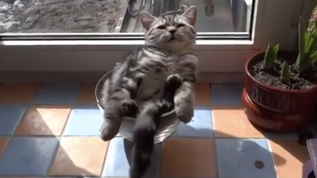 Ce chaton fait la sieste dans un petit saladier. Il vous fera forcément craquer