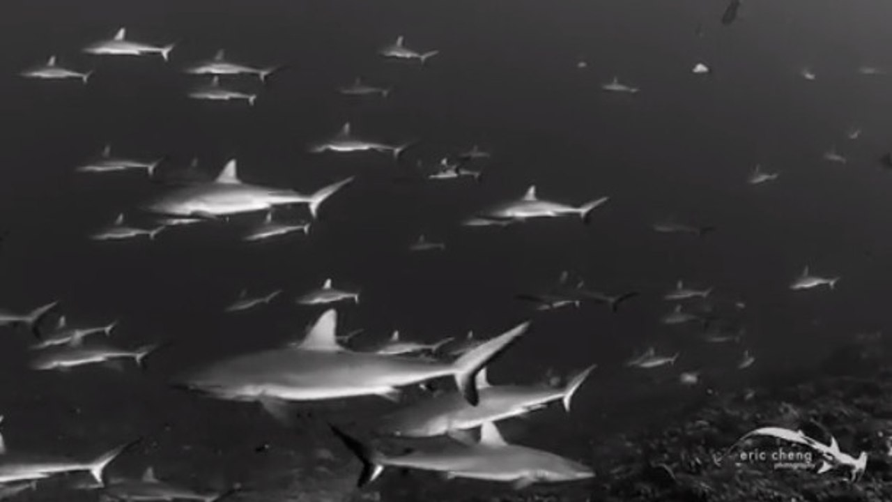 Ce plongeur est allé à la rencontre de centaines de requins en Polynésie Française. Des images à couper le souffle